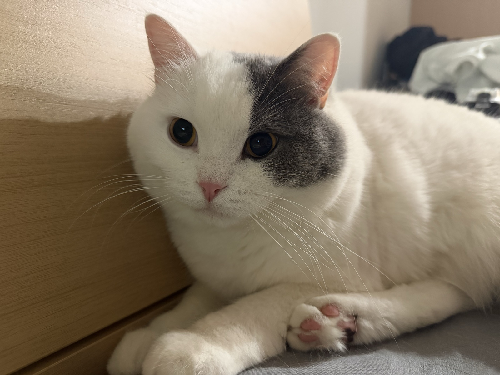 蓝白英国短毛猫铁蛋的近距离肖像