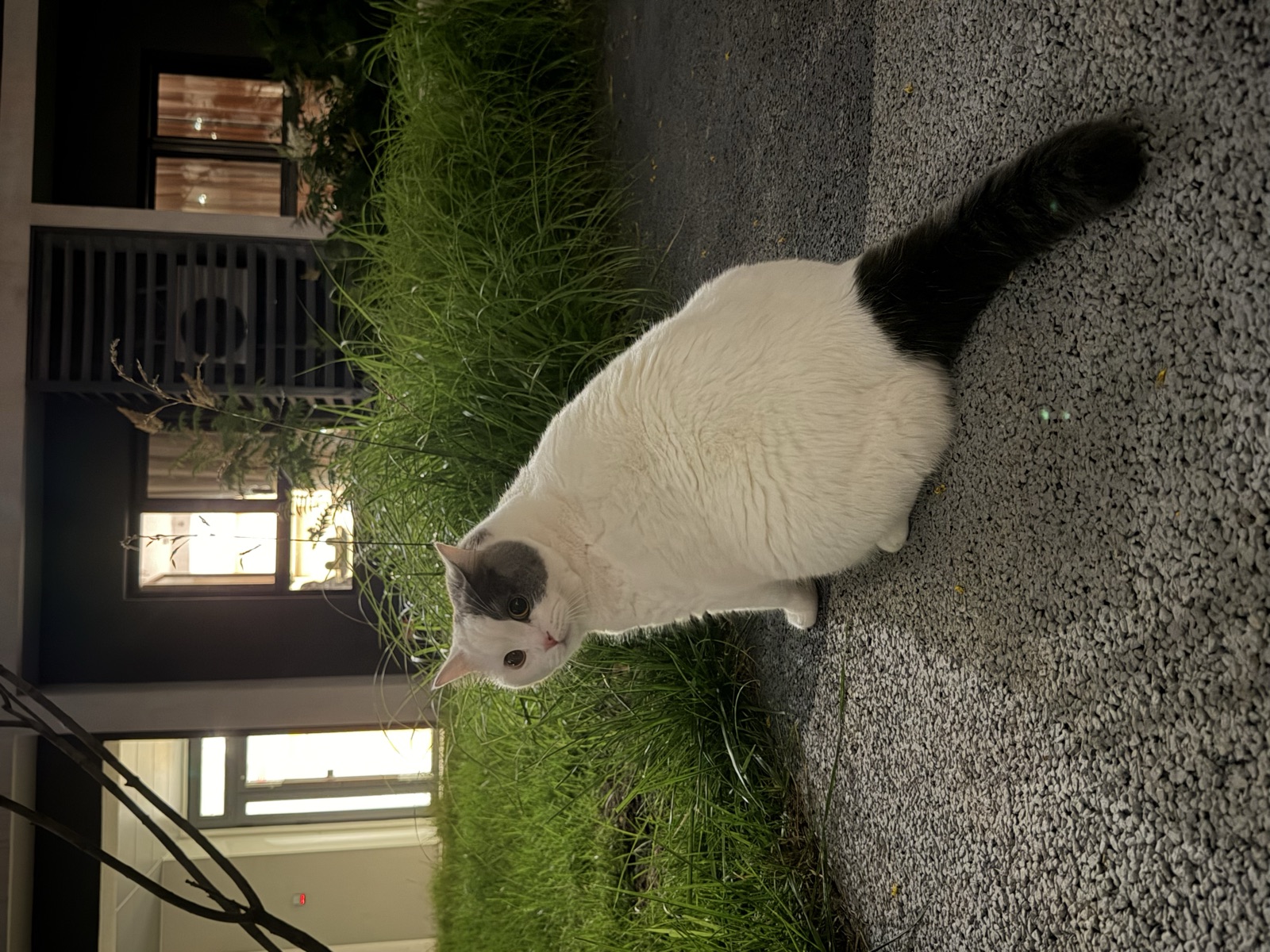 铁蛋夜里在小区步道回头
